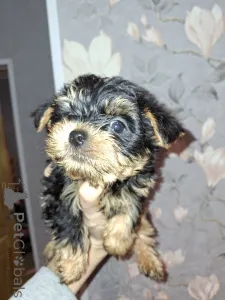 Дополнительные фото: Чистокровные щенки Йокрширского Терьера. 