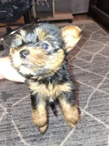 Дополнительные фото: Чистокровные щенки Йоркширского Терьера