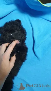 Дополнительные фото: Щенок той-пуделя на усыновление