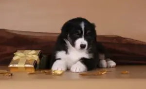 Фото №3. щенок аусси.  Россия