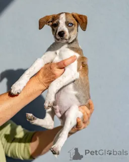 Дополнительные фото: Пять маленьких сердец ищут дом.