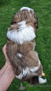 Дополнительные фото: Чистокровные щенки Ши-Тцу