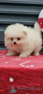 Дополнительные фото: Щенки померанского шпица Бу