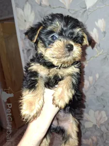 Дополнительные фото: Чистокровные щенки Йоркширского Терьера