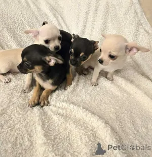 Дополнительные фото: Чихуахуа