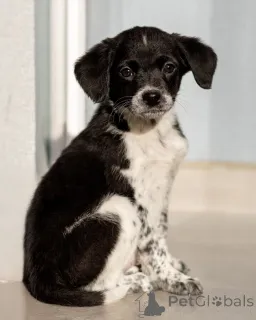 Дополнительные фото: Пять маленьких сердец ищут дом.