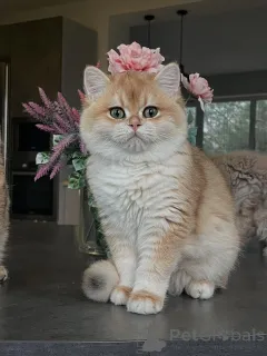 Фото №2 к объявлению №159473 о продаже шиншилла кошка - купить в Германии заводчик