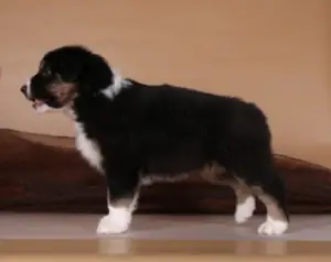 Фото №4. Продажа австралийскую овчарку в Кирове из питомника - цена 35000₽