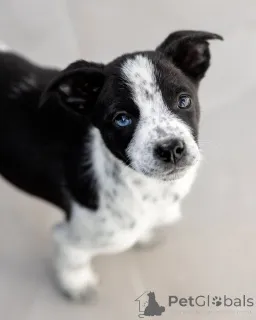 Дополнительные фото: Пять маленьких сердец ищут дом.