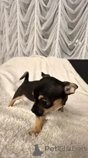 Дополнительные фото: Чихуахуа